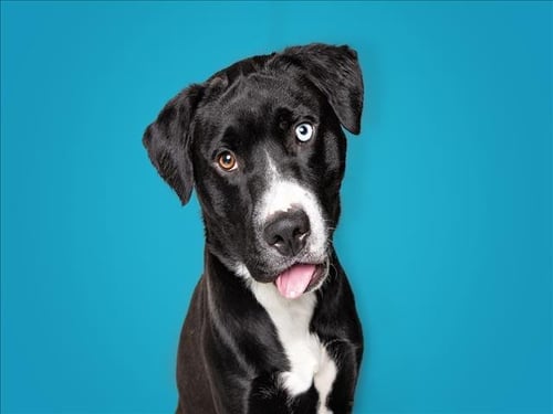VEGAS - Labrador Retriever available for adoption