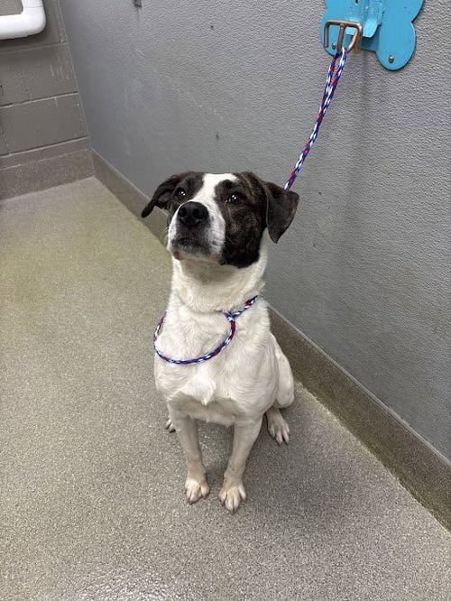 *PEDI - Pit Bull Terrier available for adoption