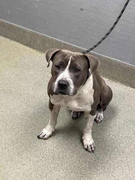 *TOM HANK - Pit Bull Terrier available for adoption