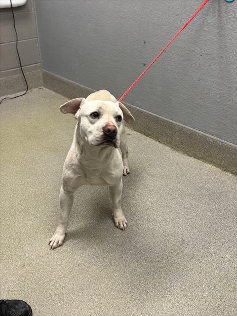 *BO - Pit Bull Terrier available for adoption