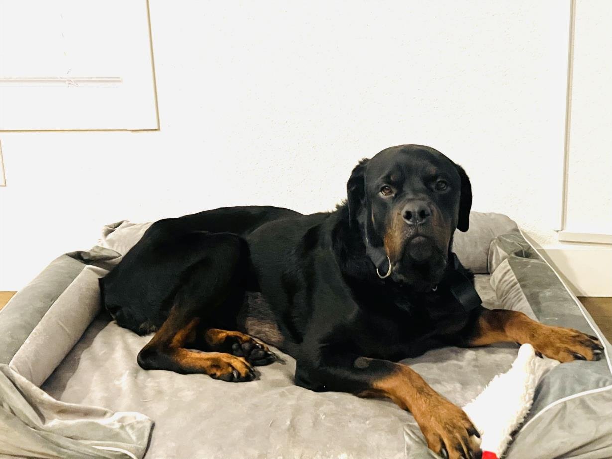 *BUFORD - Rottweiler available for adoption