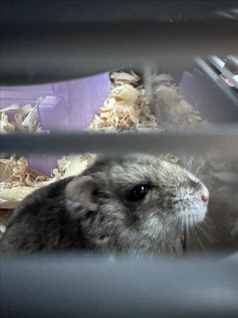 *MUFFIN - Hamster available for adoption