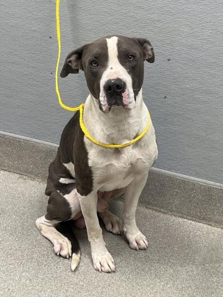 ZEUS - Pit Bull Terrier available for adoption