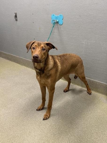 *MISS. BOULDER - German Shepherd Dog available for adoption