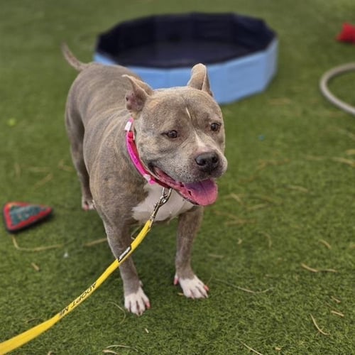 QUEEN - Pit Bull Terrier available for adoption