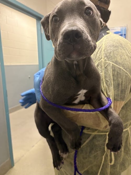 *MARTIN - Pit Bull Terrier available for adoption