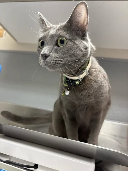 *AVOCADO - Domestic Short Hair available for adoption