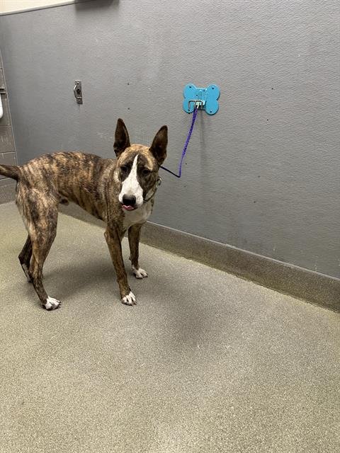 MOOSE - Bull Terrier / Belgian Shepherd Malinois available for adoption