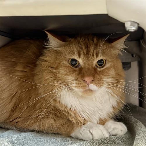 OSSI - Domestic Long Hair available for adoption