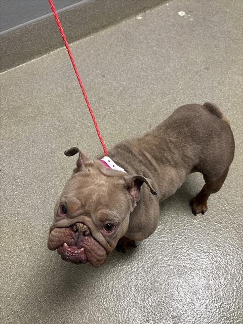 *ROTISSERIE CHICKEN - French Bulldog available for adoption