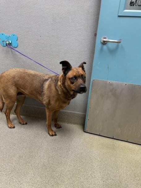 EVA - German Shepherd Dog / Rottweiler available for adoption