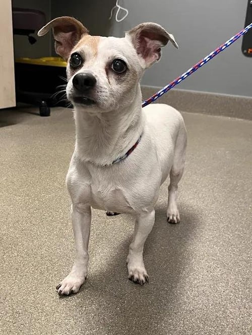 *ELMER - Terrier available for adoption