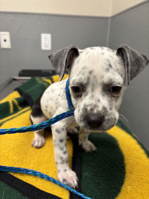 *NORMA - Pit Bull Terrier available for adoption