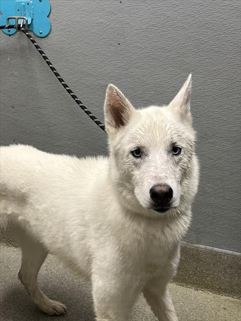 *RITA - Siberian Husky available for adoption