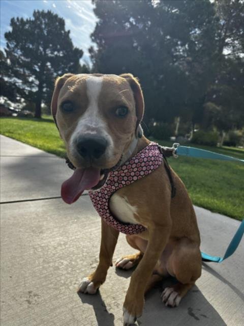 COWBOY - Beagle available for adoption