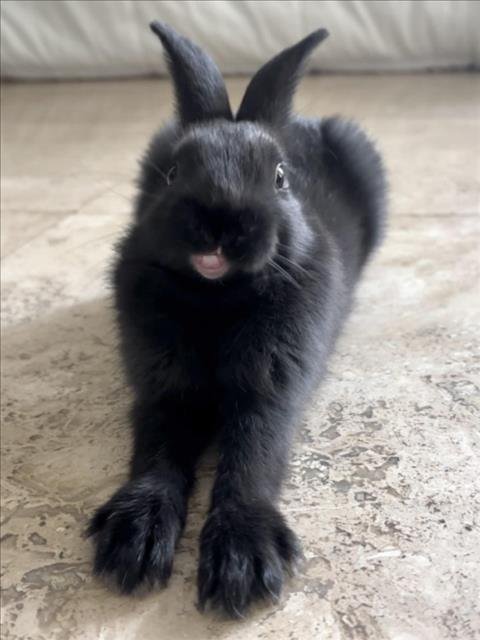 *BILLIE - Shorthaired Rabbit available for adoption