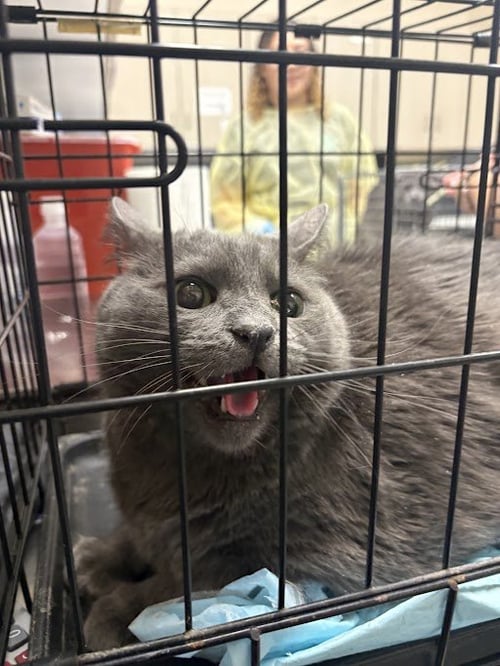 *STRATEGY - Domestic Short Hair available for adoption
