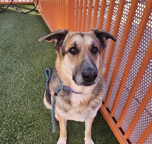 PUMA - German Shepherd Dog available for adoption