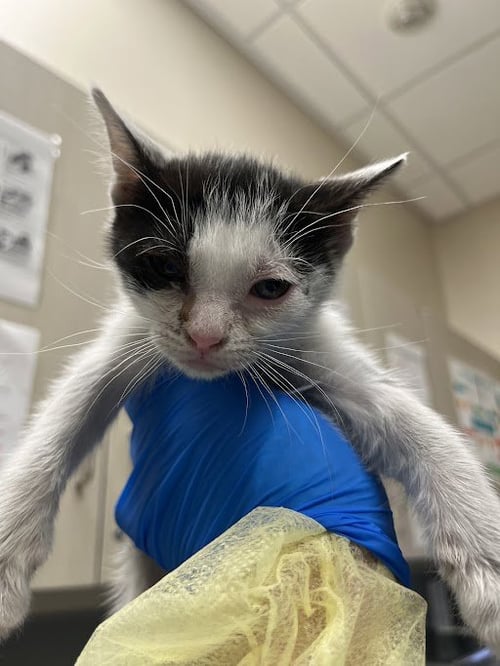 A1421399 - Domestic Short Hair available for adoption