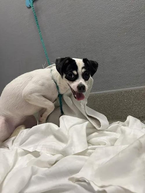 *AMANADA - Chihuahua available for adoption