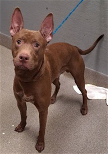 *ANUBIS - Pit Bull Terrier available for adoption