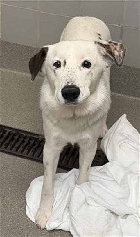 SNOW - Australian Cattle Dog/Blue Heeler / Belgian Shepherd Malinois available for adoption