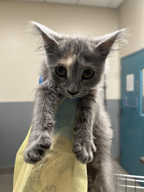 A1431368 - Domestic Short Hair available for adoption