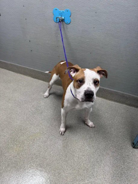 *PAWPEYE - Pit Bull Terrier available for adoption