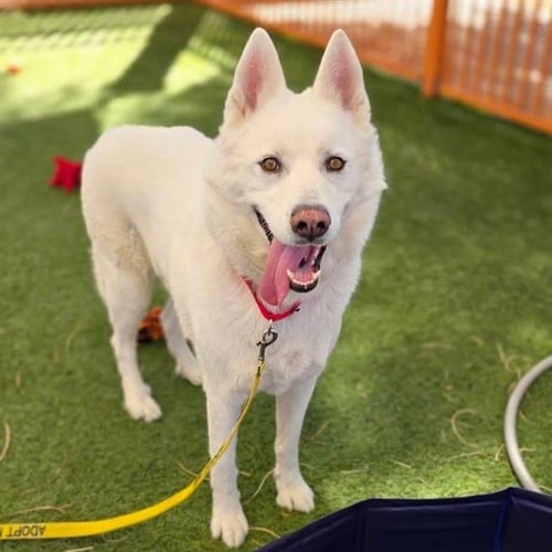 YANKEE - Husky available for adoption