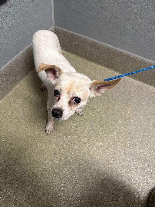 *PEANUT - Chihuahua available for adoption