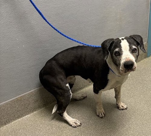 BROOKLYN - Pit Bull Terrier available for adoption