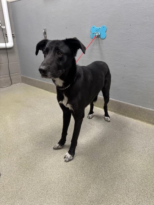 JAKE - Border Collie / German Shepherd Dog available for adoption