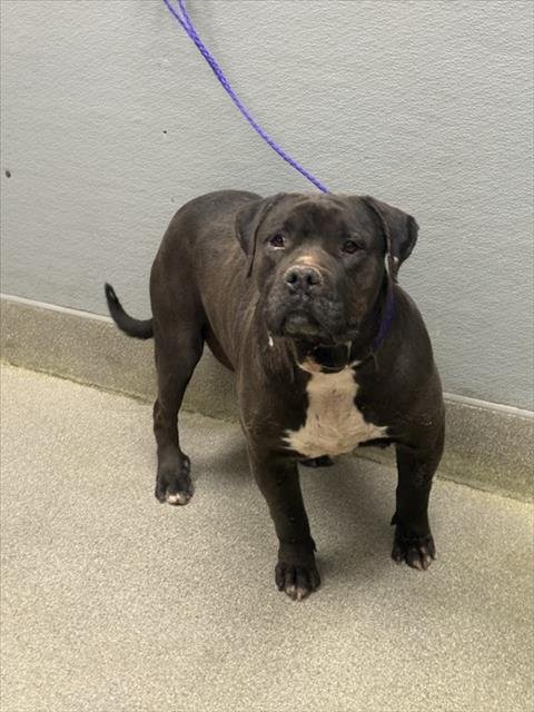 PRINCESS - Pit Bull Terrier available for adoption