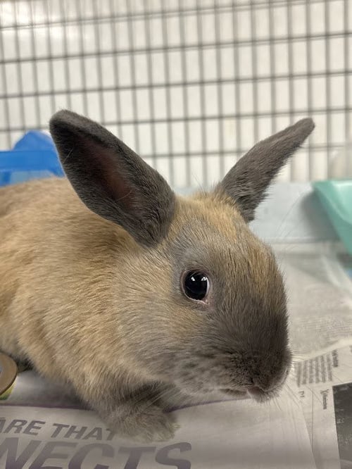 MAMMASH - Dwarf Hotot available for adoption