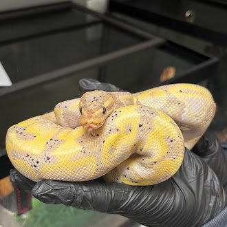 *PINEAPPLE - Snake available for adoption