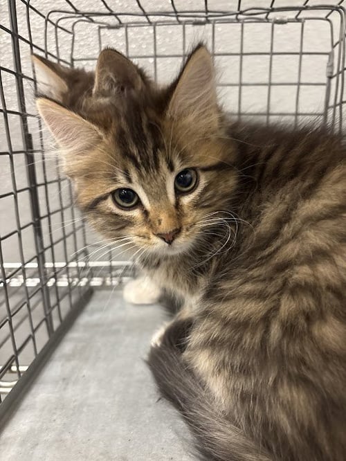 *MARLA - Domestic Medium Hair available for adoption