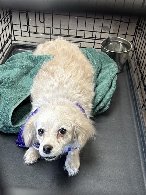 *MERLE - Chihuahua available for adoption