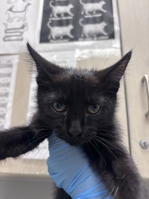 *CHICK-FIL-A SAUCE Image