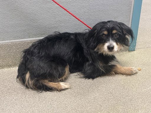 *TIGERS EYE - Terrier available for adoption