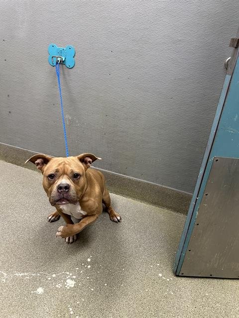 *ALICE - Bulldog available for adoption