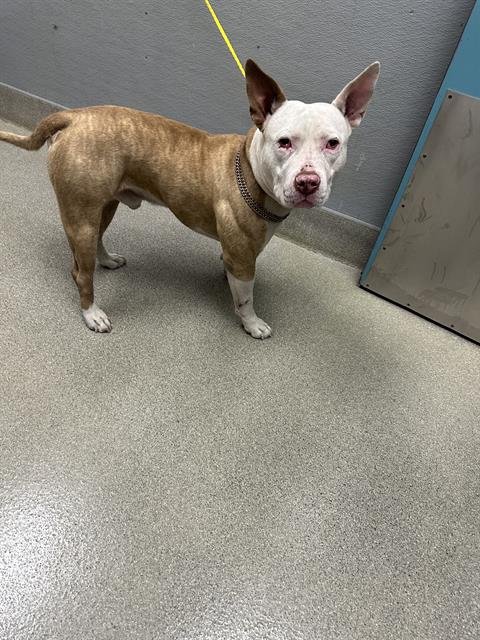 *TADPOLE - Pit Bull Terrier available for adoption