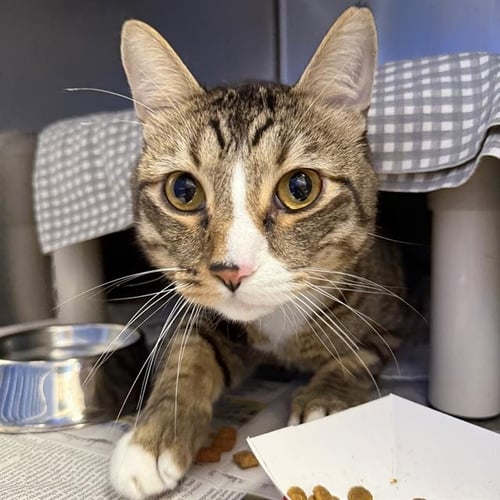 BUSTER - Domestic Short Hair available for adoption