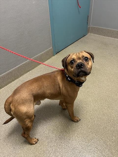 NIPSEY - Pit Bull Terrier / Pug available for adoption