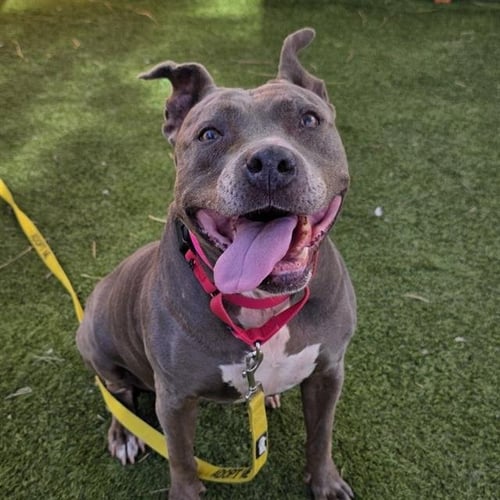 NANI - Pit Bull Terrier available for adoption