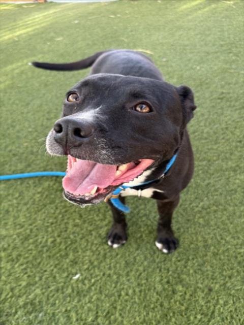 SYN'CERE - Staffordshire Bull Terrier available for adoption