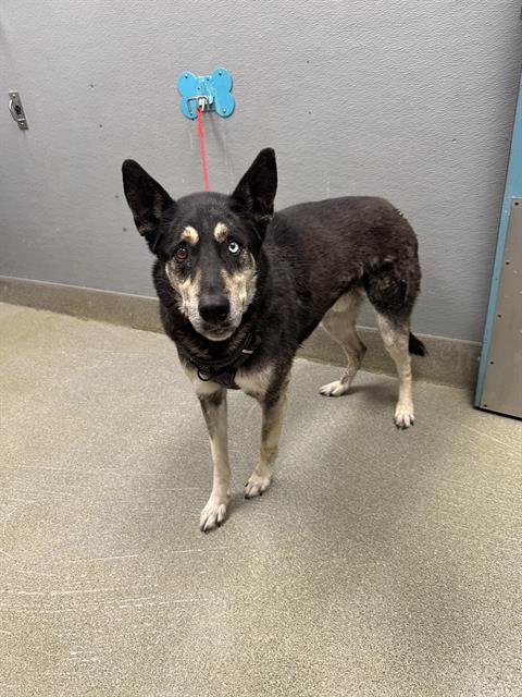 TUCH - Husky available for adoption
