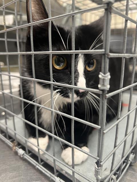 *DAKOTA - Domestic Short Hair available for adoption