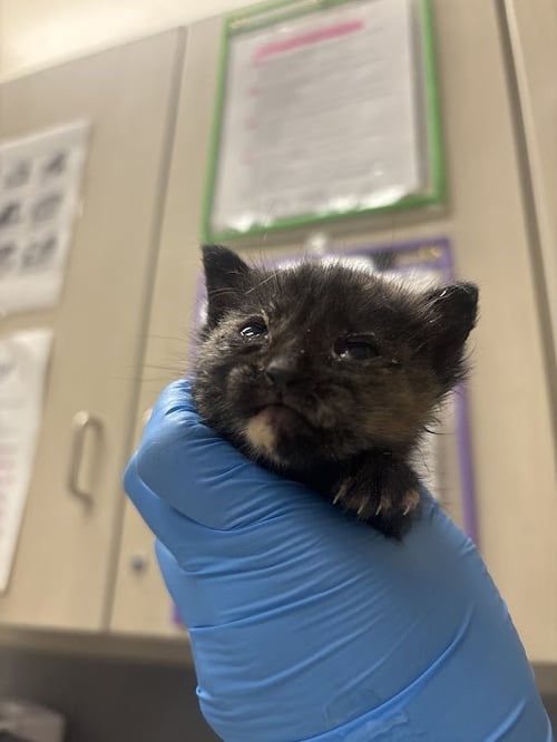 *SAMANTHA - Domestic Short Hair for adoption in Las Vegas
