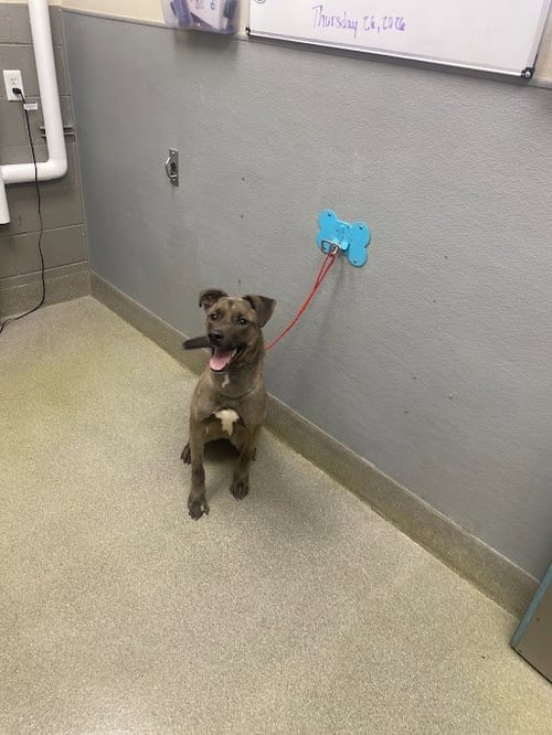 JACK - Labrador Retriever / German Shepherd Dog available for adoption