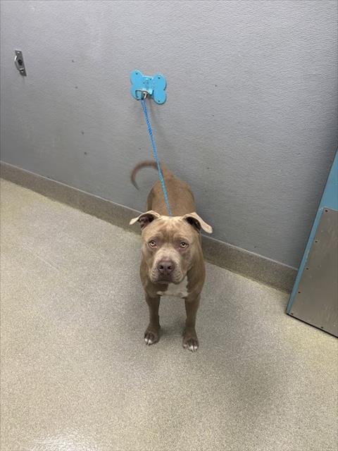 CAPONE - Pit Bull Terrier available for adoption